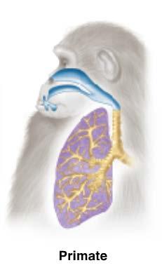 Form and Function in Chordates Respiration In mammals, the lungs branch extensively, and their entire volume is filled