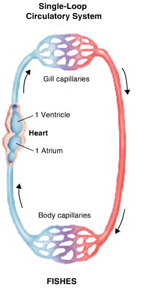 Form and Function in Chordates Circulation Single-Loop Circulation Those that use gills for respiration have a single-loop circulatory