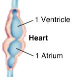 Form and Function in Chordates Circulation Heart Chambers During the course of chordate evolution, the heart developed chambers and partitions that help separate oxygen-rich and oxygen-poor blood