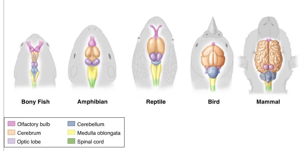 Response Form and Function in Chordates In fishes, amphibians, and reptiles, the cerebrum is relatively small.