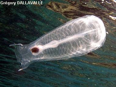 Lancelets and larval tunicates swim with a fishlike movement of their