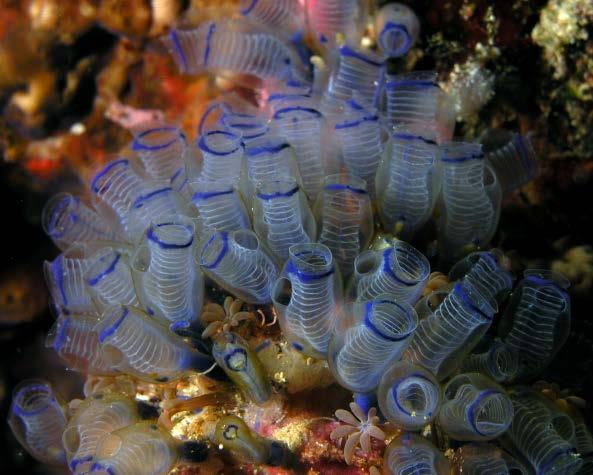 Some adult tunicates use their siphons to swim by jet propulsion.