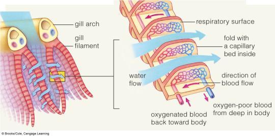 Vertebrate gills: Countercurrent Flow Fishes use gills to