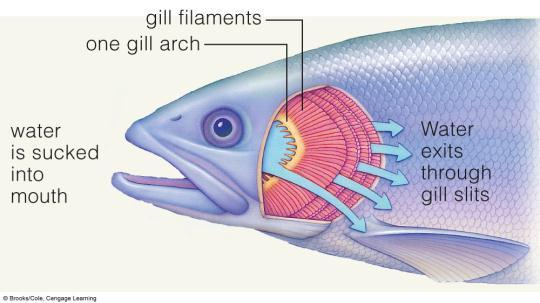 (blood flows through gills in opposite direction of water