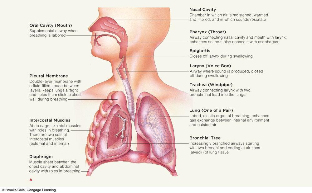 Air from posterior air sacs moves into lungs.