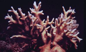 Post Anal Tail SPONGES: OUT Group: No True Tissue No NOTHING Phylum: Porifera Symmetry: none Method of movement: sessile (anchored in place) Diversity: 9000 species that come in