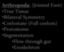 Class Arachnids Arthropoda: (Jointed Foot) Bilateral