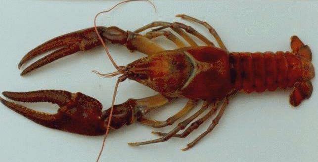 C. Crustacea Lobster, Crab, Crayfish Body: