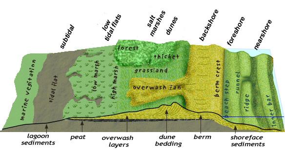 shoreline fits into Hayes (1979) morphological classification (Fig. 4). Evaluate the conditions where such a classification is and is not useful. Figure 3. Barrier island morphology.