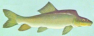 Razorback sucker (Xyrauchen texanus) A principal commerical fish in the