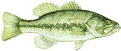 Largemouth Bass : (Micropterus salmoides) Description: Nonnative. Introduced in 1897. Very large mouth with upper jaw of adults extending beyond rear margin of eye. Length: 10 to 28 inches.