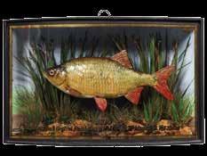305 A good Rudd by W. F. Homer mounted in aquatic setting within a gilt lined and bow fronted case, gilt inscribed Rudd, Caught at Ilford Central park Lake, by Mr. J. Curtis, 12 th March 1908, Wgt.