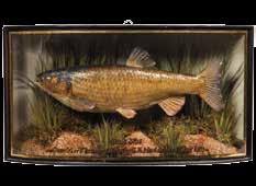 1928, green backboard with painted reed decoration and applied Forest Gate trade label to top left corner, 23½ wide (see illustration) 600-900 306 A Perch mounted by W.F. Homer, mounted in naturalistic riverbed setting within a gilt lined and bow fronted display case, gilt inscribed Perch, Caught by J.