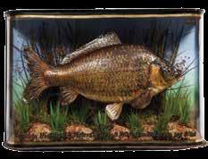 Rainbow Trout by W.F. Homer mounted in naturalistic setting within a gilt lined and bow fronted case, gilt inscribed Rainbow Trout, 5lbs 6ozs, Ca