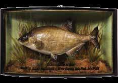 329 A very rare Silver Bream mounted by W.F. Homer, set amongst aquatic vegetation within a gilt lined and bow fronted showcase, gilt inscribed Silver Bream 1lb 15ozs.