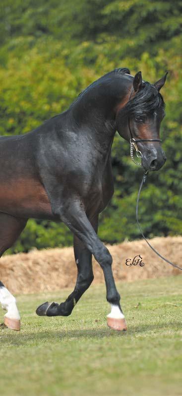 THE LEGACY OF CUDNA One of the most important mares in Białka s history was the mare Cudna by Eternit (born 1984), daughter of the Kurozwęki-bred mare Cedrela by Doktryner, the first Arabian mare in
