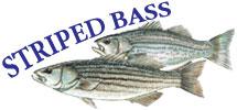 Striped Bass and White Hybrid (x) Striped Bass Management and Fishing in Pennsylvania Prepared by R. Lorantas, D. Kristine and C.