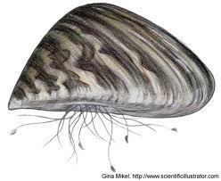 What is a zebra mussel?