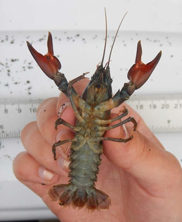 Electrofishing and Kick Seining Efforts for Invasive Signal Crayfish