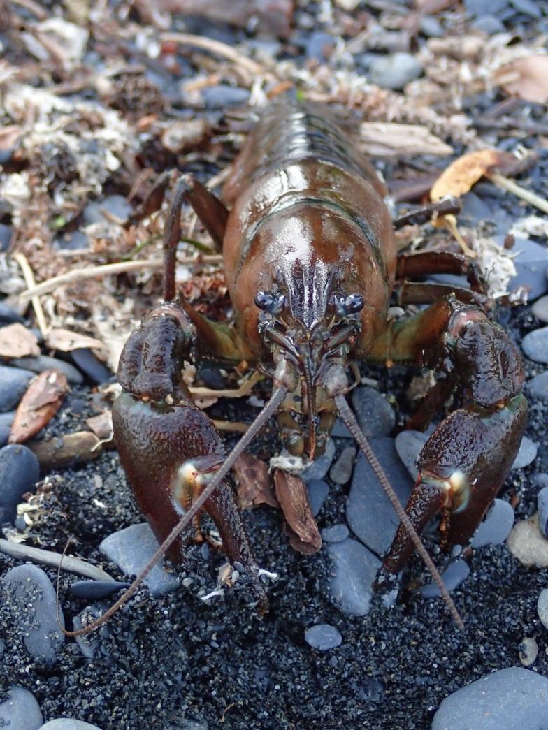 Signal Crayfish on Kodiak Island First noted presence in Buskin Watershed in 2002 Alaska Department of Fish & Game set traps in 2012-2013, did not