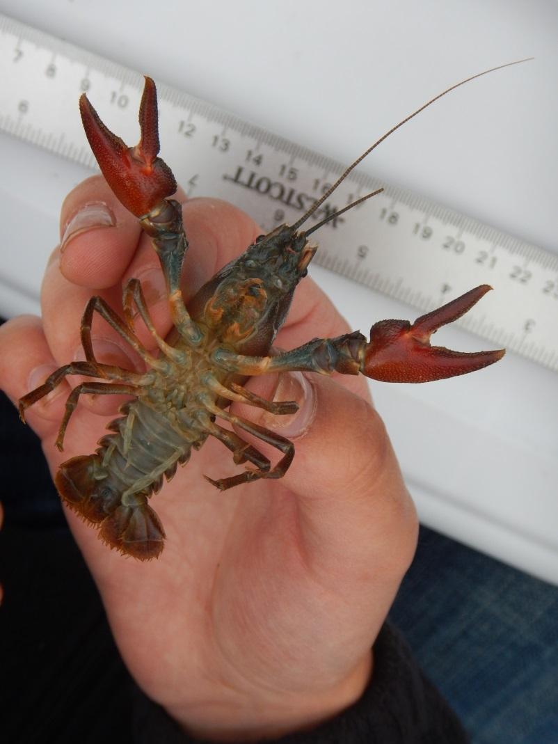 Project Design Project goal: assess the effectiveness of electrofishing and kick seining for signal crayfish in Buskin River Watershed Crew surveyed a mile of stream per week by