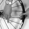 2 - When replacing a spoke on the Crossmax TM XL front wheel, you need to remove the axle beforehand by following the procedure described on page 17, and remove the spoke retention plates M40461.
