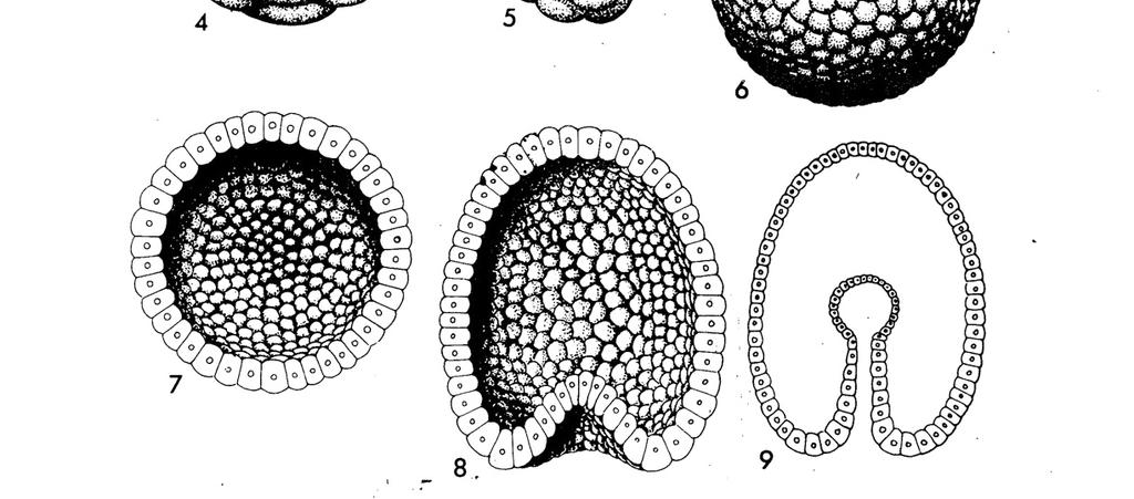 Approximate times for the early stages of development for Strongylocentrotus purpuratus, a west coast species: Fertilization Membrane Forms First Cleavage Second Cleavage Third Cleavage Blastula