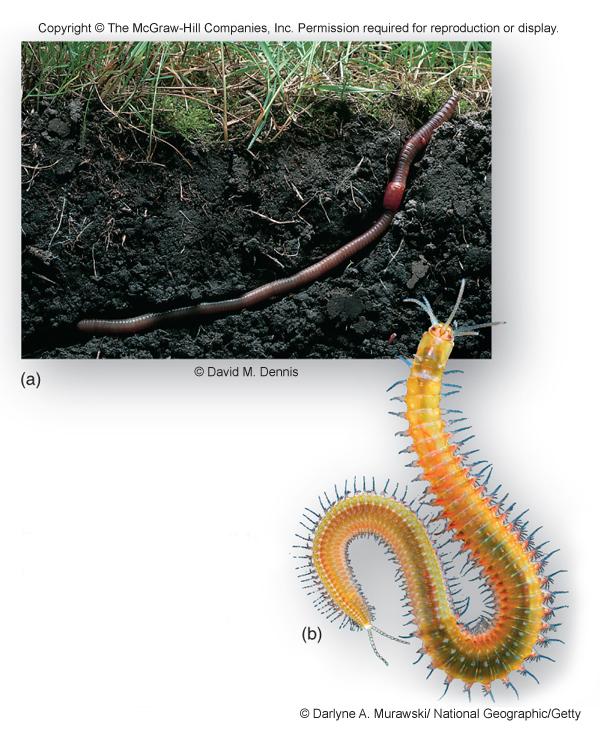 Annelids The first segmented animals to evolve were the annelid worms (phylum Annelida) Segmenta(on is the building of a body from a series of similar segments a small change in an exis:ng segment