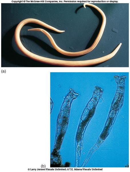 Pseudocoelomates: Nematoda and Ro:fera All pseudocoelomates lack a defined circulatory system, but most have a oneway diges:ve tract (meaning mouth and anus now) In all pseudocoelomates, the