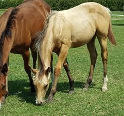 .. eagerly comes to you at stall or in pasture. Dam is a kids' schooling mare. Sire is very quiet... used around other horses and trail rides.