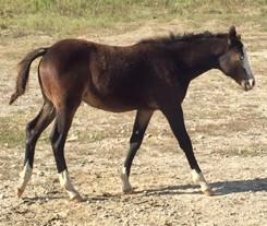 LOT 59 BELLA Consignor: Moseley, Julie QUARTER HORSE - FILLY "Bella" - pretty quarter horse filly, born Apr. 30, out of a black grade quarter horse mare and bay quarter horse stallion.