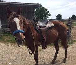 LOT 62 TREVOR Consignor: Ott, Janet QUARTER HORSE - GELDING Trevor is an older quarter horse gelding used in a riding school and camp. He jumps and will wtc with a beginner novice rider.