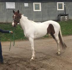 LOT 78 TUCKER Consignor: Blakely, Wayne SPOTTED SADDLE HORSE - GELDING Tucker is a 6 Year Old spotted saddle/racking horse gelding.