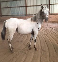 LOT 82 PICKLE Consignor: Ott, Janet APPALOOSA - STUD COLT Yearling appy colt. This sweet guy should be a large pony.