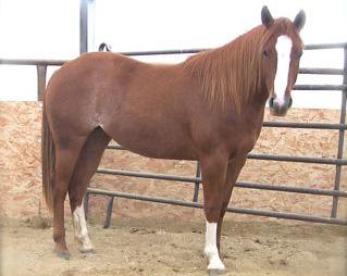 Savvy is a big shapey bay with good bone and a smooth way of traveling. Her Dam has her AQHA Arena ROM and was our daughters High School Rodeo horse. Savvy is quick and athletic.