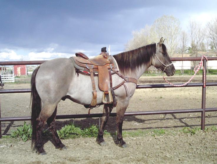 Her sire has his ROM in team roping and is used by his owners daily on the ranch. The mare is athletic and young and has been in cow horse training for two months.