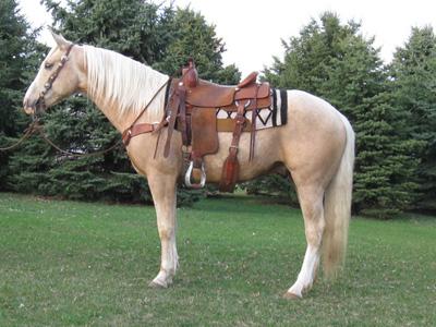 "Fred" was started as a 3 year old and showed to be very willing and cowy. She throws her good disposition onto her colts. Eager to please mare. Sells bred to Chics Renegade for a 2010 foal.