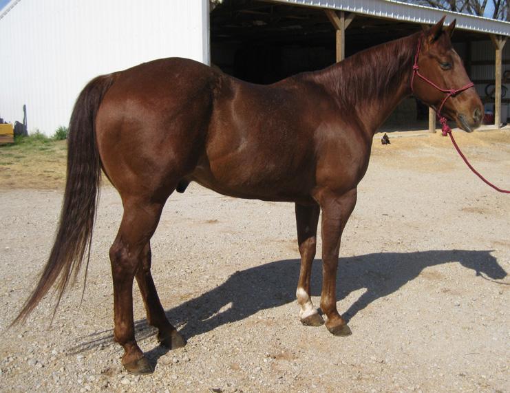 He is a well bred horse and has a great disposition. We ve been roping out of the box on him and he is going to be a top rope horse. See him at preview.