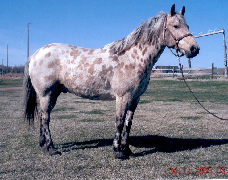 She is current on all of her vaccinations and worming. HIP 183 Bonnie 04 Grade QH/Pony Palomino Mare Linda Paulson Fairfax, SD This is a cute, cute pony. Huge hip and pretty little head.
