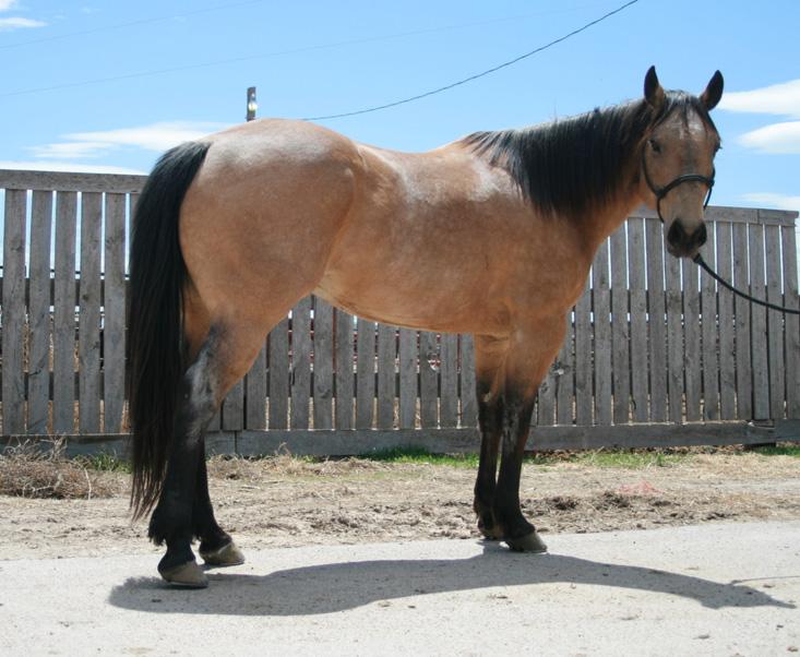 HIP 239 Cooter 91 Grade Bay Gelding Padlock Ranch Ranchester, WY Cooter will ride, sort, and work gates like an 8 year old. He is gentle, easy to be around and makes a great trail horse.