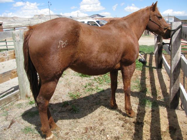 HIP 254 Speck 01 Grade Appy Pony Stanley Brothers Hamburg, AR Unique pony - broke like a big horse with a good foot. Nice handle, good and gentle.
