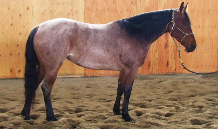 Moon Tyrees Watch Bar Beaus Watch Beau Bars Miss Beaus Whiz Bar Caballero Mujer Blue Lady Whiz Blue Whiz Lady Big and pretty. He s 15.2 hands and 1350 lbs. He s gentle to ride and will go all day.