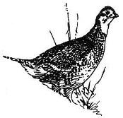 I. YOUR 2014/2015 UPLAND BIRD HUNTING SEASON IN SD You have been contacted because you purchased a upland bird hunting license in 2013.