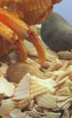 A seashore hermit crab eats what it can find.
