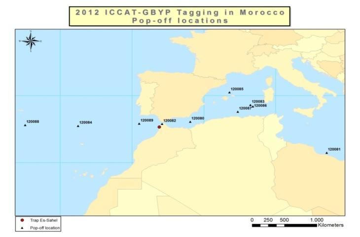 THE ICCAT-GBYP TAGGING IN MOROCCO (2012) In 2012, again,