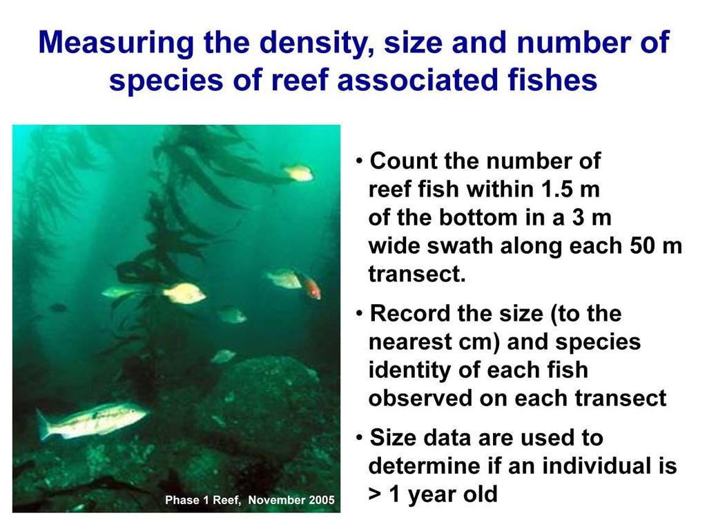 Reef fish are visually counted and sized by divers within 1.5 m of the bottom in a 3 m wide swath centered along each 50 m transect.