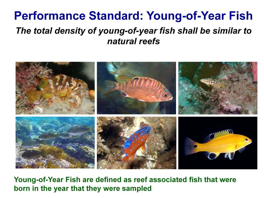 There is also a performance standard that requires the density of young-of-year fish on Wheeler North Reef be similar to natural reefs Young-of-Year Fish are defined as reef associated fish that were