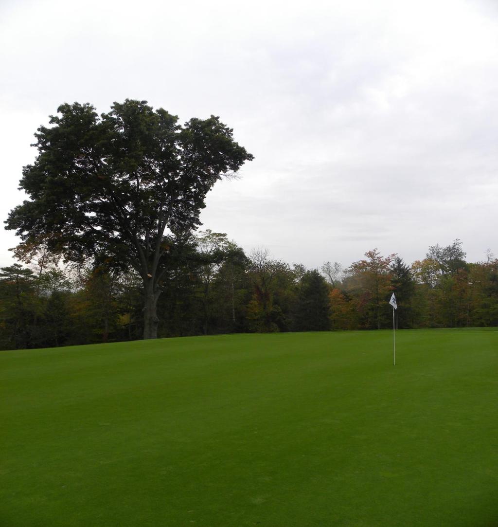The depicted tree is positioned where it negatively impacts summer and winter sun. Removing this tree will allow sunlight to penetrate onto the green s surface.