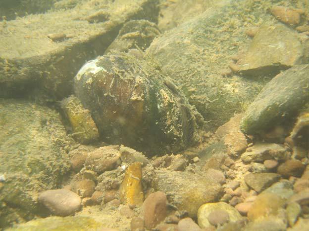 Freshwater Mussels in the Susquehanna River Basin Summary: Two State Wildlife Grant projects are directed at assessing the mussel communities