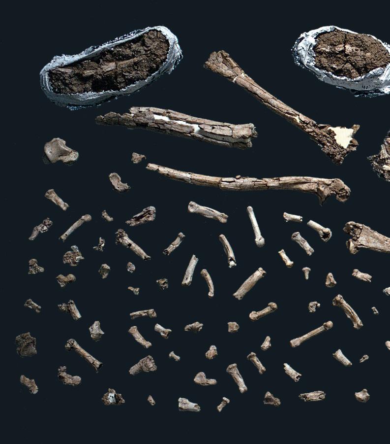 HUMAN EVOLUTION SHATTERED New fossil discoveries complicate the